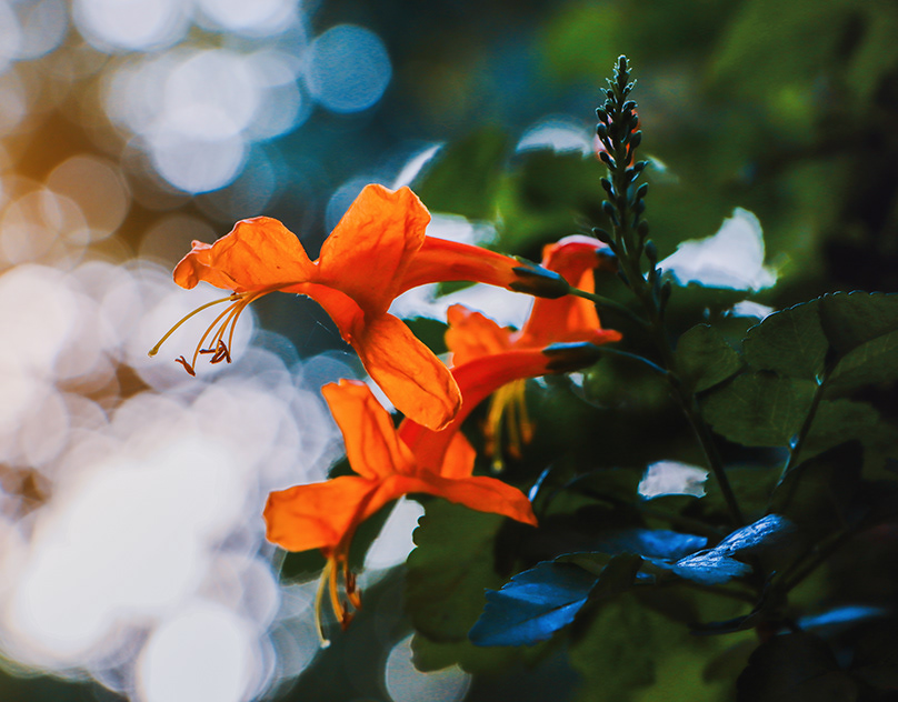 Compination of Colors