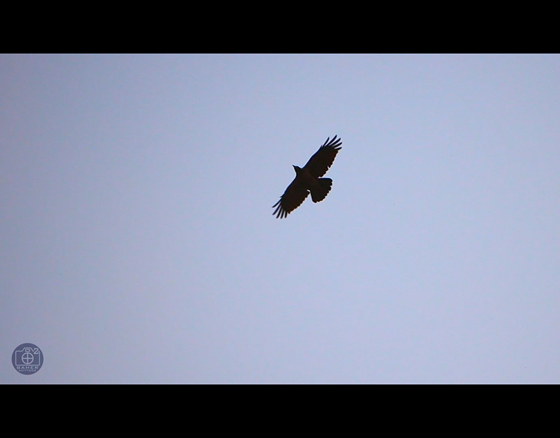 Slo-Mo Free Bird
