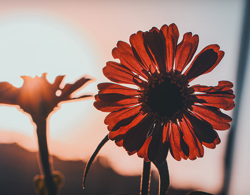 Sun Rose